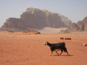 A goat walking across the desert near Wadi Rum in Jordan.